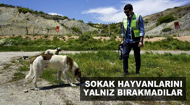 OEDAŞ, SOKAK HAYVANLARINI YALNIZ BIRAKMADI
