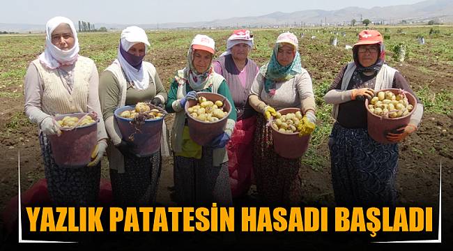 YAZLIK PATATESİN HASADI BAŞLADI