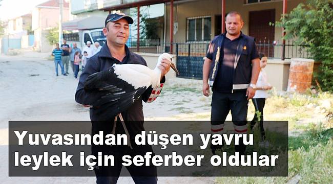 Yuvasından düşen yavru leylek için seferber oldular