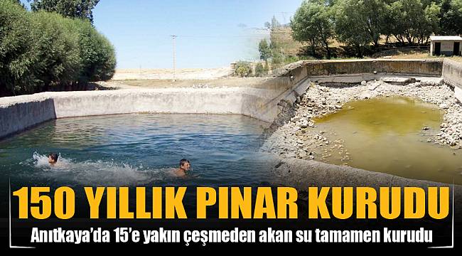 150 YILLIK PINAR KURUDU