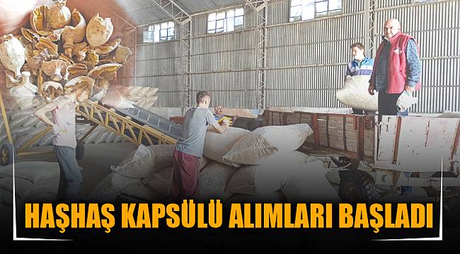 HAŞHAŞ KAPSÜLÜ ALIMLARI BAŞLADI