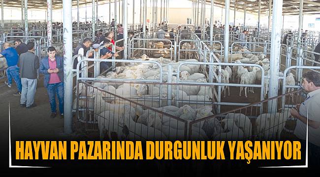 HAYVAN PAZARINDA DURGUNLUK YAŞANIYOR