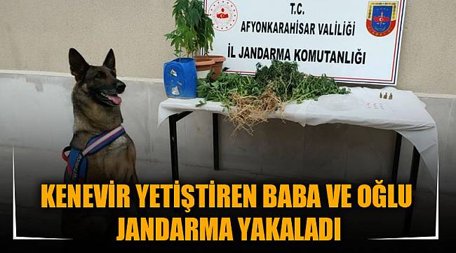 KENEVİR YETİŞTİREN BABA VE OĞLU JANDARMA YAKALADI