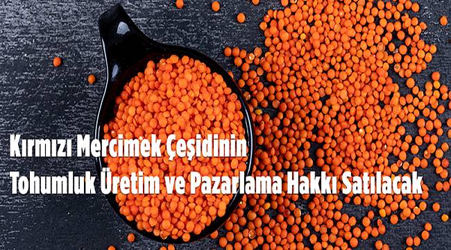 Kırmızı mercimek üretim hakkı satılacak