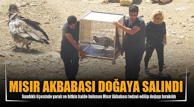 MISIR AKBABASI DOĞAYA SALINDI