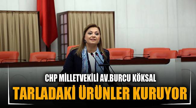 TARLADAKİ ÜRÜNLER KURUYOR