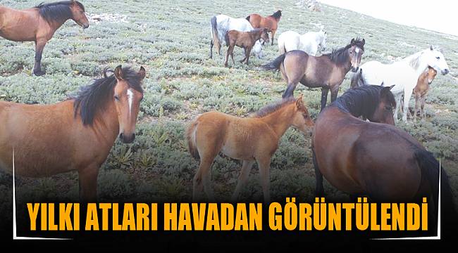 YILKI ATLARI HAVADAN GÖRÜNTÜLENDİ