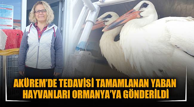 AKÜREM’DE TEDAVİSİ TAMAMLANAN YABAN HAYVANLARI ORMANYA’YA GÖNDERİLDİ