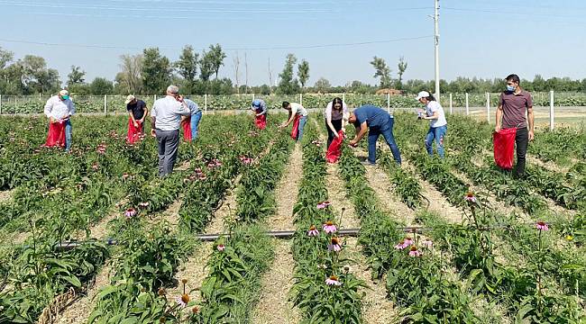 Kadınların ekimini yaptığı ekinezya da hasat başladı 