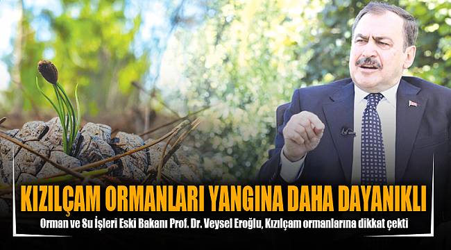 KIZILÇAM ORMANLARI YANGINA DAHA DAYANIKLI
