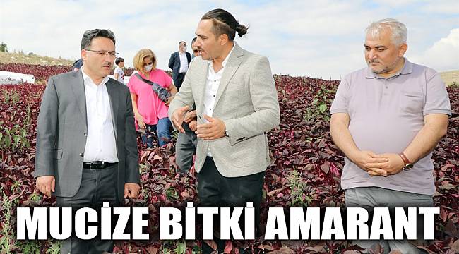 MUCİZE BİTKİ AMARANT