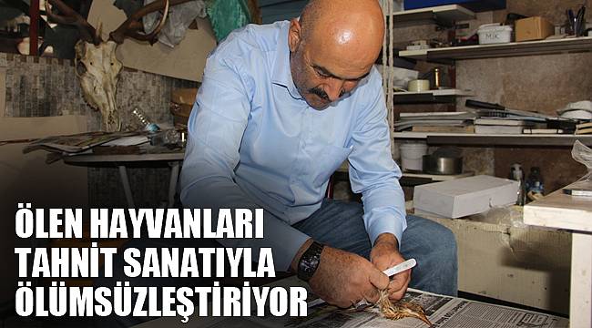 Ölen Hayvanları tahnit sanatıyla ölümsüzleştiriyor