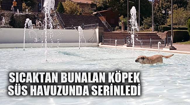 Sıcaktan bunalan köpek süs havuzunda serinledi