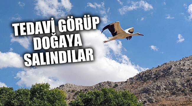 Tedavi görüp doğaya salındılar