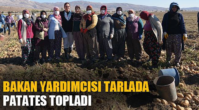 BAKAN YARDIMCISI TARLADA PATATES TOPLADI
