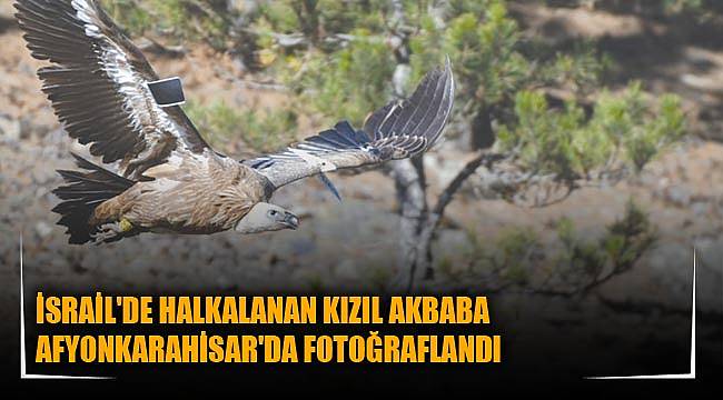 İSRAİL'DE HALKALANAN KIZIL AKBABA AFYONKARAHİSAR'DA FOTOĞRAFLANDI