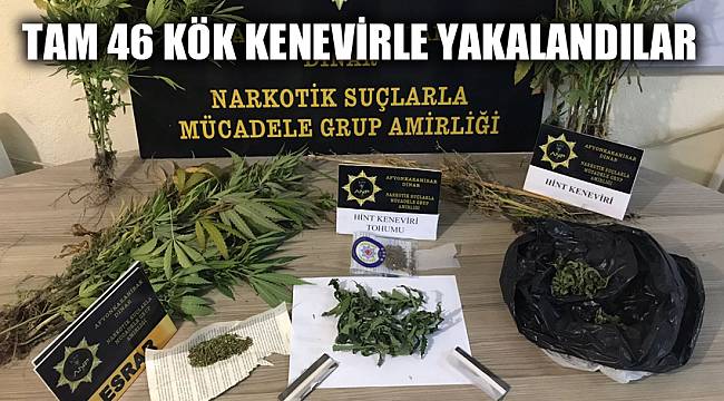 TAM 46 KÖK KENEVİRLE YAKALANDILAR