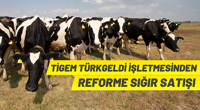 TİGEM'den büyükbaş hayvan satışı