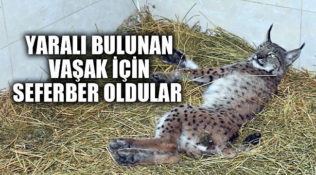 YARALI BULUNAN VAŞAK İÇİN SEFERBER OLDULAR