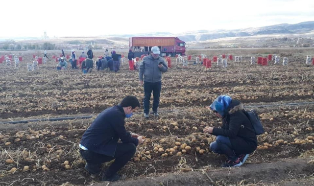 Patates tarlalarında karantina kontrolü yapıldı