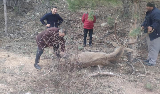 Yaralanan Kızıl Geyik tedavi altına alındı