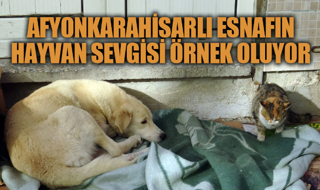 Afyonkarahisarlı esnaf, sokak hayvanlarını soğuktan korumak için battaniyeye sarıyor