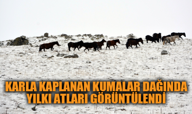 Karla kaplanan Kumalar dağında yılkı atları görüntülendi