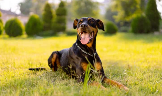 O CİNS KÖPEKLER İÇİN KANUN DEĞİŞİKLİĞİ