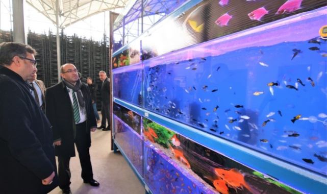 Sandıklı’da jeotermal suyla tropikal türde balık üretimine başlandı