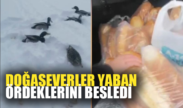 Doğaseverler yaban ördeklerini besledi