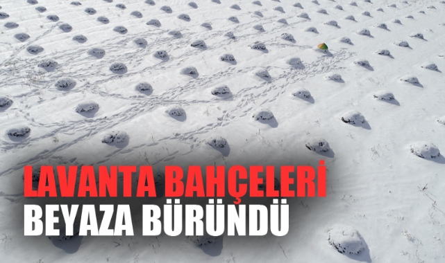 LAVANTA BAHÇELERİ BEYAZA BÜRÜNDÜ