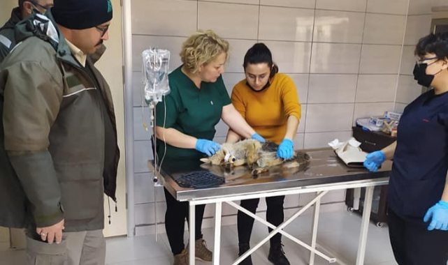 Şehitlikte yaralı halde bulundu, tedaviye alındı