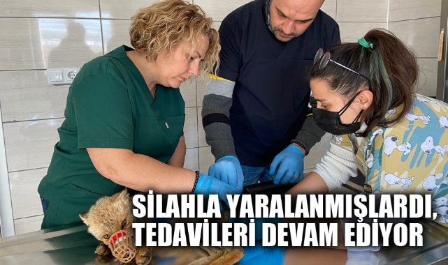 Silahla yaralanmışlardı, tedavileri devam ediyor