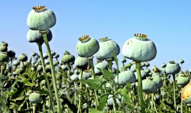 Tonlarca haşhaş küspesi satılacak
