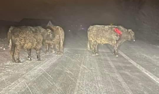 AFYON'DA ANGUSLARI TAŞIYAN TIR DEVRİLDİ, ANGUSLAR YOLA DAĞILDI