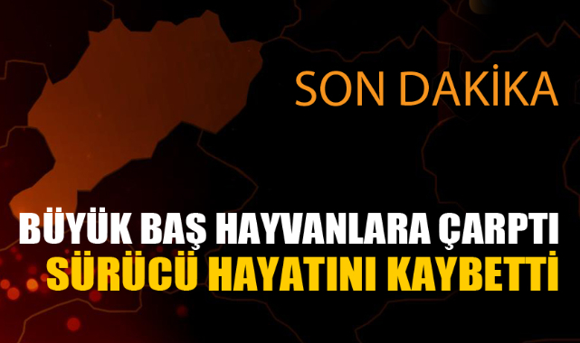 BÜYÜK BAŞ HAYVANLARA ÇARPAN SÜRÜCÜ ÖLDÜ