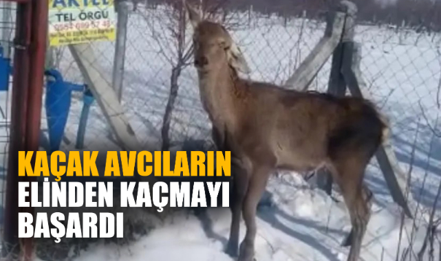 KAÇAK AVCILARIN ELİNDEN KAÇMAYI BAŞARDI