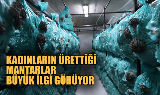 KADINLARIN ÜRETTİĞİ MANTARLAR BÜYÜK İLGİ GÖRÜYOR