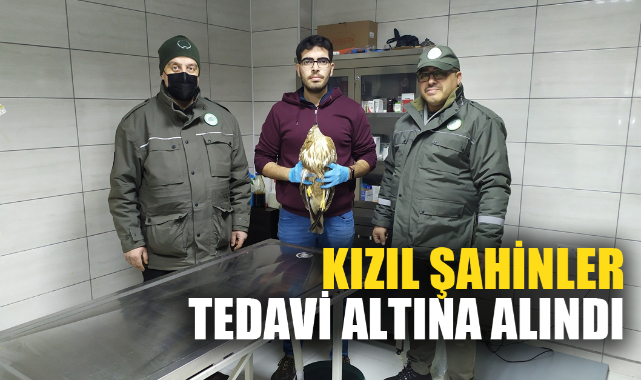 KIZIL ŞAHİNLER TEDAVİ ALTINA ALINDI