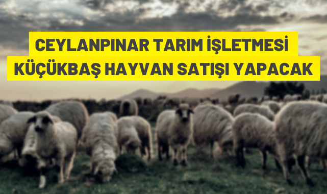 TİGEM'den küçükbaş hayvan satış ihalesine davet
