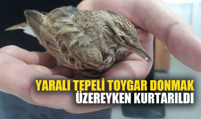 Yaralı tepeli toygar donmak üzereyken kurtarıldı
