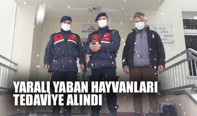 YARALI YABAN HAYVANLARI TEDAVİYE ALINDI