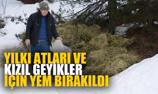 YILKI ATLARI VE KIZIL GEYİKLER İÇİN YEM BIRAKILDI