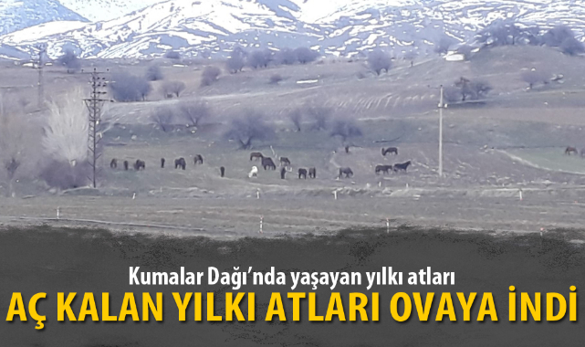 AÇ KALAN YILKI ATLARI OVAYA İNDİ