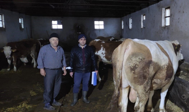 BÜYÜKBAŞ HAYVANLAR GÜNCELLENİYOR