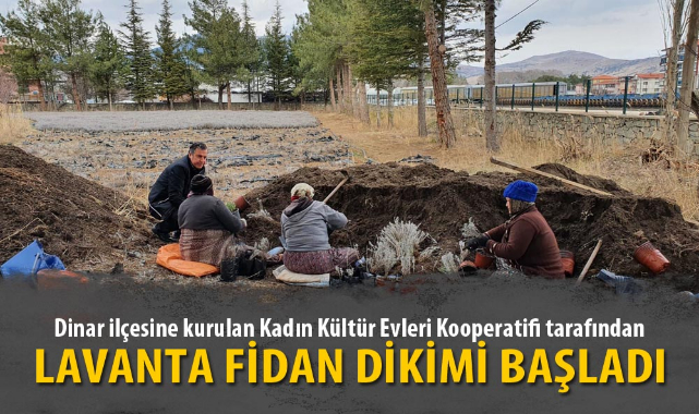 LAVANTA FİDAN DİKİMİ BAŞLADI