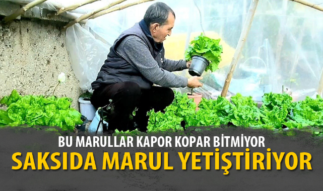 SAKSIDA MARUL YETİŞTİRİYOR