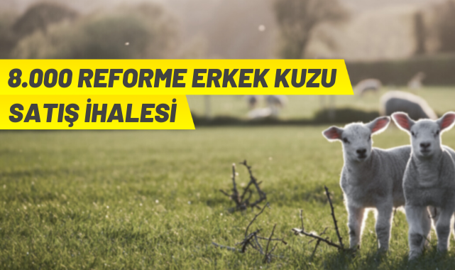 TİGEM'den kuzu satış ihalesi