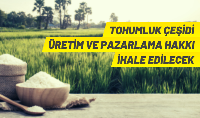Tohumluk çeşidinin üretim ve pazarlama hakkı satılacak