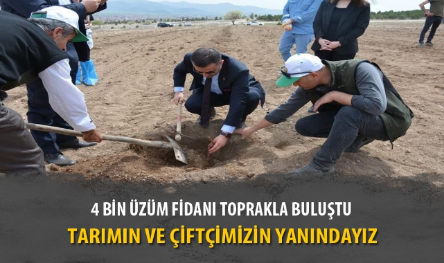 4 BİN ÜZÜM FİDANI TOPRAKLA BULUŞTU
